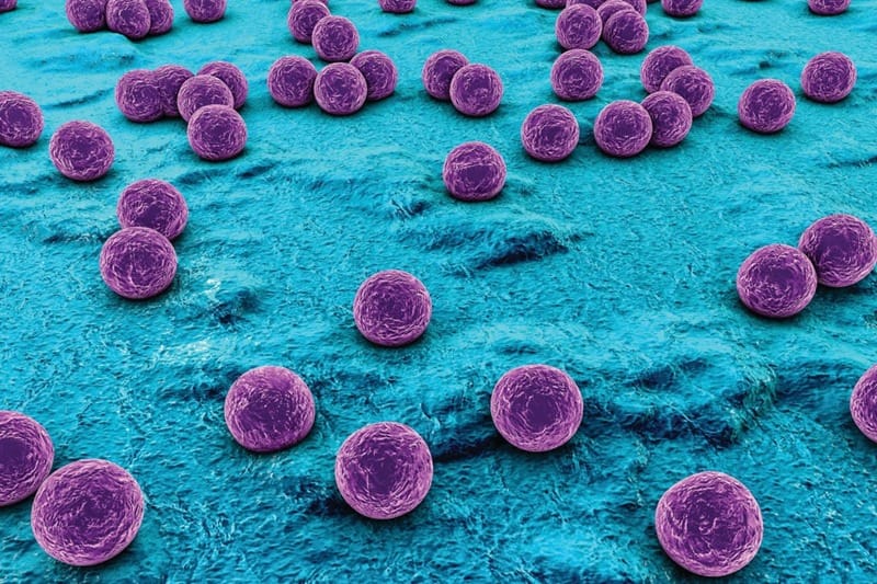 Staphylococcus Aureus là nguyên nhân gây ra Hội chứng sốc nhiễm độc (Nguồn: Internet)