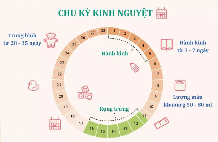 Chu kỳ kinh nguyệt
